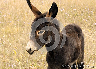 Young donkey Stock Photo