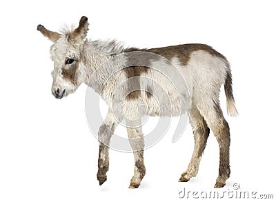 Young donkey Stock Photo