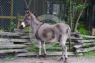 Young Donkey Fenced in Stock Photo