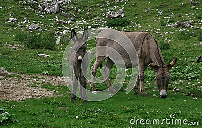 Young donkey on a mountain pasture Stock Photo