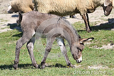 Young donkey and a sheep graze in pasture Stock Photo