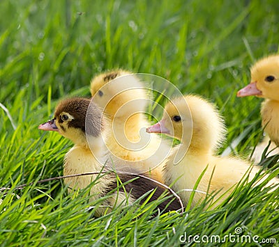 Young Duckling sitting in grass Stock Photo