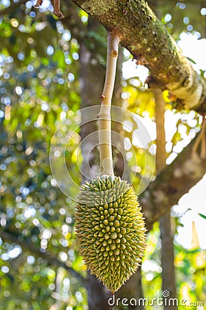 Young durian on the durain trees Stock Photo