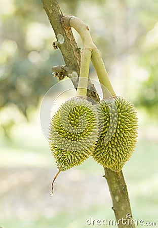 Young durian fruit Stock Photo