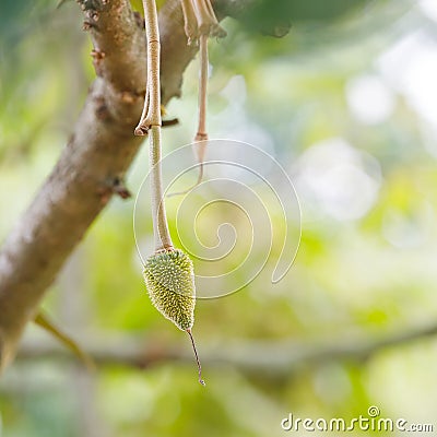 Young durian fruit on tree Stock Photo