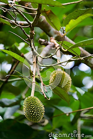 Young durian Stock Photo