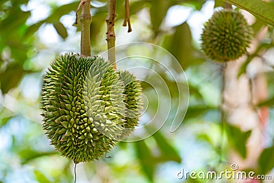Young durian Stock Photo