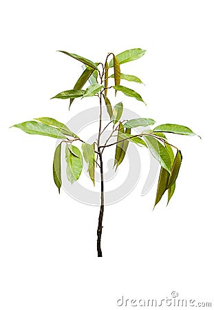 Young Durian tree isolated Stock Photo