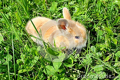 Dwarf bunny Stock Photo