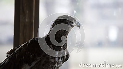 Young eagle looking out window Stock Photo