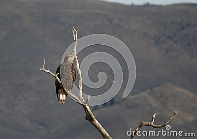 Young Eagle in a Tree Stock Photo