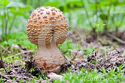 The young edible mushroom Amanita rubescens grows in the woods Stock Photo