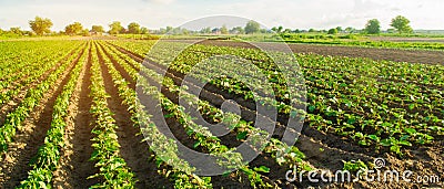 Young eggplants grow in the field. vegetable rows. Agriculture, farming. farmlands. Landscape with agricultural land. selective fo Stock Photo