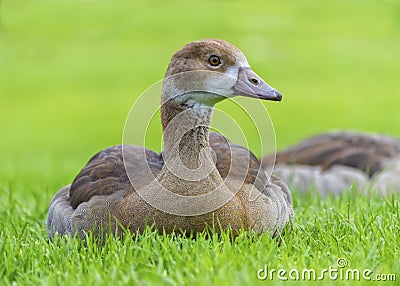 Young egyptian geese, alopochen aegyptiacus, resting, Heidelberg, Germany Stock Photo