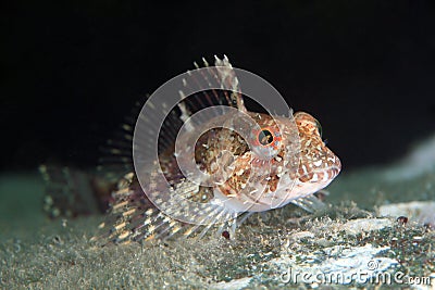 Young elegant sculpin under water in sea of japan Stock Photo