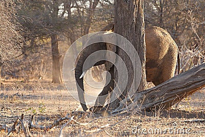 Young Elephant Stock Photo