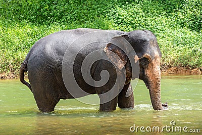 Young elephant closeup stands in a river Stock Photo