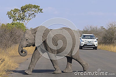 Yeild to baby elephant crossing road Editorial Stock Photo