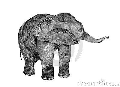 Young Elephant drawing from pencil Stock Photo