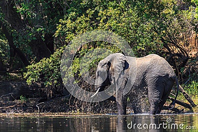 Young elephant dring water in a river Stock Photo