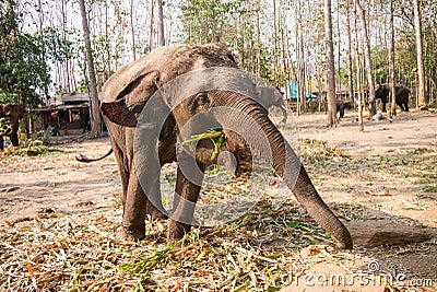 A young elephant Stock Photo
