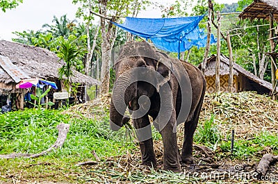 Young elephant grazing in a Thai village Stock Photo
