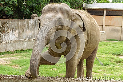 A Young Elephant at Kolkata Zoo Editorial Stock Photo