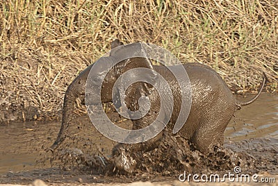 Young elephant playing in water Stock Photo