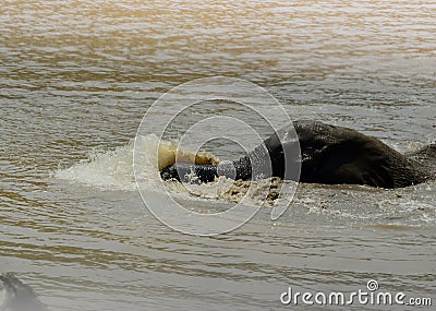 Young elephant swimming and enjoying spashing the water, Kruger Stock Photo