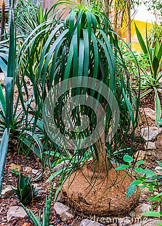 Young elephants foot plant in a tropical garden, popular garden and houseplant, ornamental trees Stock Photo