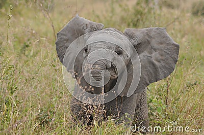 Young elephants Stock Photo