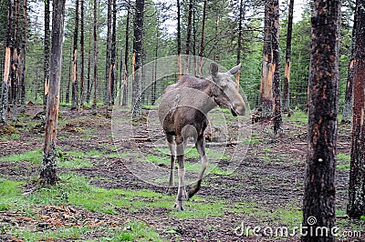 Young elk in the woods of sweden Stock Photo