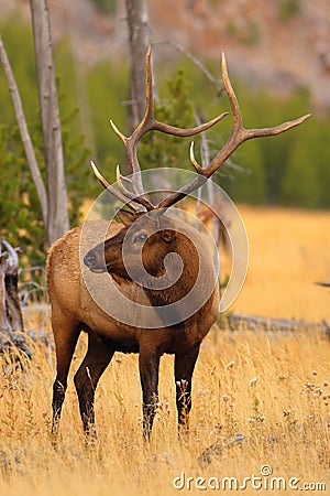 Young Elk in Yellowstone Stock Photo