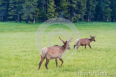 Young elks, or wapiti, Cervus canadensis. Stock Photo