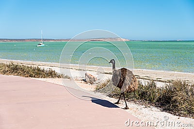 Young emu bird in natural habitat Stock Photo