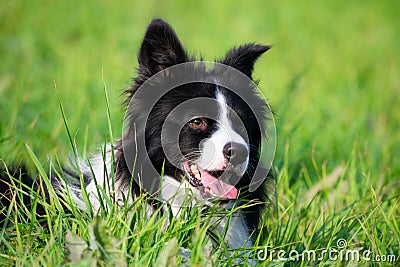 Young energetic dog on a walk. Border Collie. Stock Photo