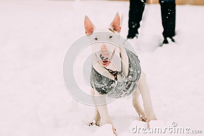 Young English Bull Terrier Bullterrier Puppy Dog Playing Outdoor Stock Photo