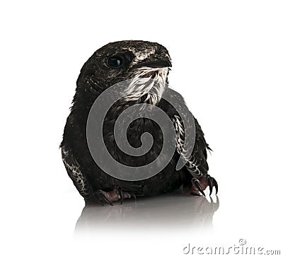 Young Eurasian Apus (genus) Stock Photo