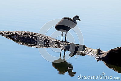 Young Eurasian coot bird on tree in blue water Stock Photo