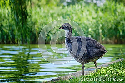 Young Eurasian coot Fulica atra on the shore of an urban lake in Bucharest, Romania. These birds are found in Europe, Asia. Stock Photo