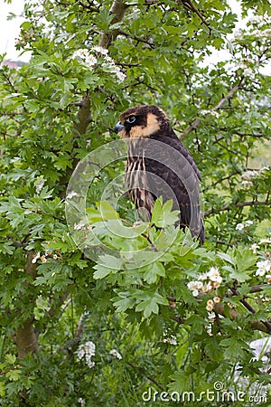 Eurasian hobby Stock Photo