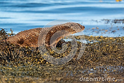 Young European Otter Cub on the shore Stock Photo