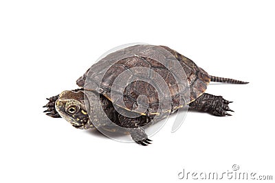 Young European pond turtle isolated on white Stock Photo