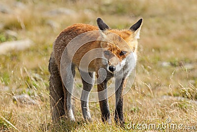 Young european Red fox Vulpes vulpes, Babia Gora National Park, Poland. Stock Photo
