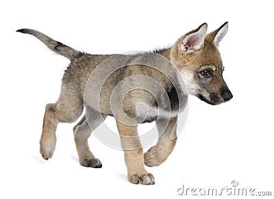 Young European wolf - Canis lupus lupus Stock Photo