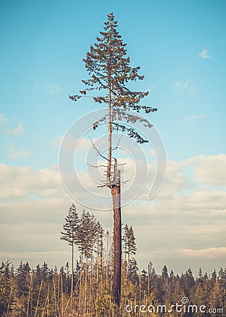 Young evergreen fir tree Stock Photo