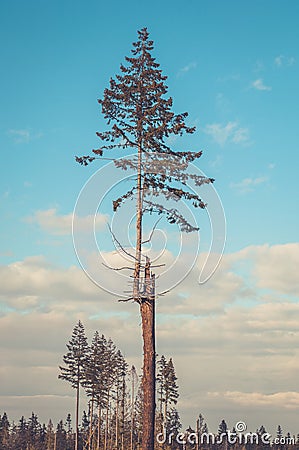 A young evergreen Stock Photo