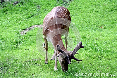 Young Fallow Deer Stock Photo