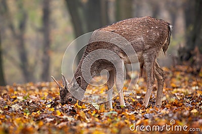 Young fallow deer feeding in forest in autumn nature. Stock Photo