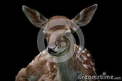 Young fallow deer fawn isolated on black. Closeup. Stock Photo